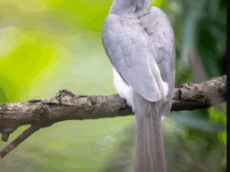 11 hornbill