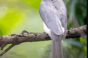 11 hornbill
