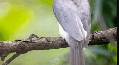 11 hornbill