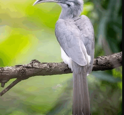 11 hornbill