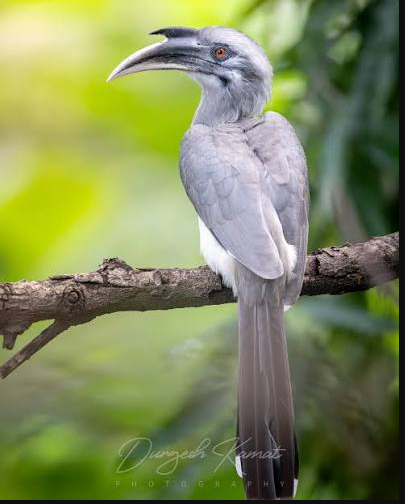 Indian Grey Hornbill Returns to Gir after Six Decades, Breeds Successfully