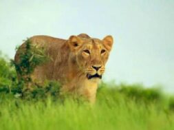 Lion Modiji