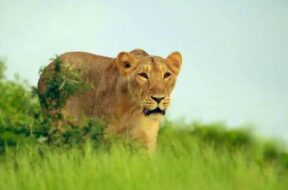 Lion Modiji