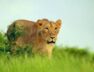 Lion Modiji