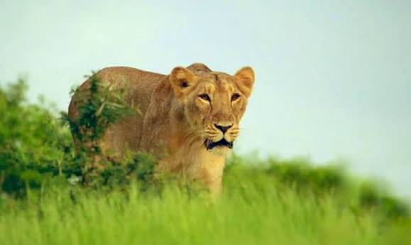 Prime Minister shares an article on remarkable comeback of India’s Asiatic lion