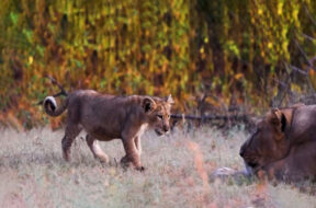 lion
